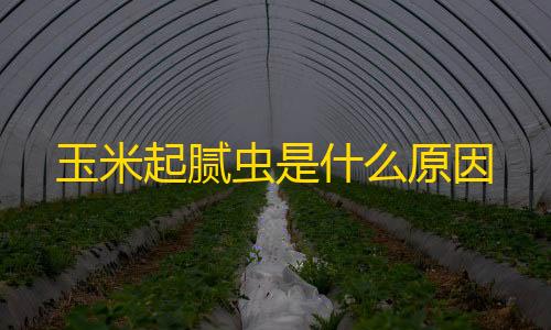 液冷技术玉米起腻虫是什么原因